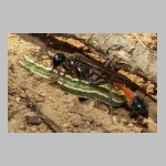 Ammophila sabulosa - Sandwespe 02d 19mm mit Forleulen-Raupe - Panolis flammea.jpg